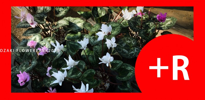 花苗 植木 オザキフラワーパーク Staffblog