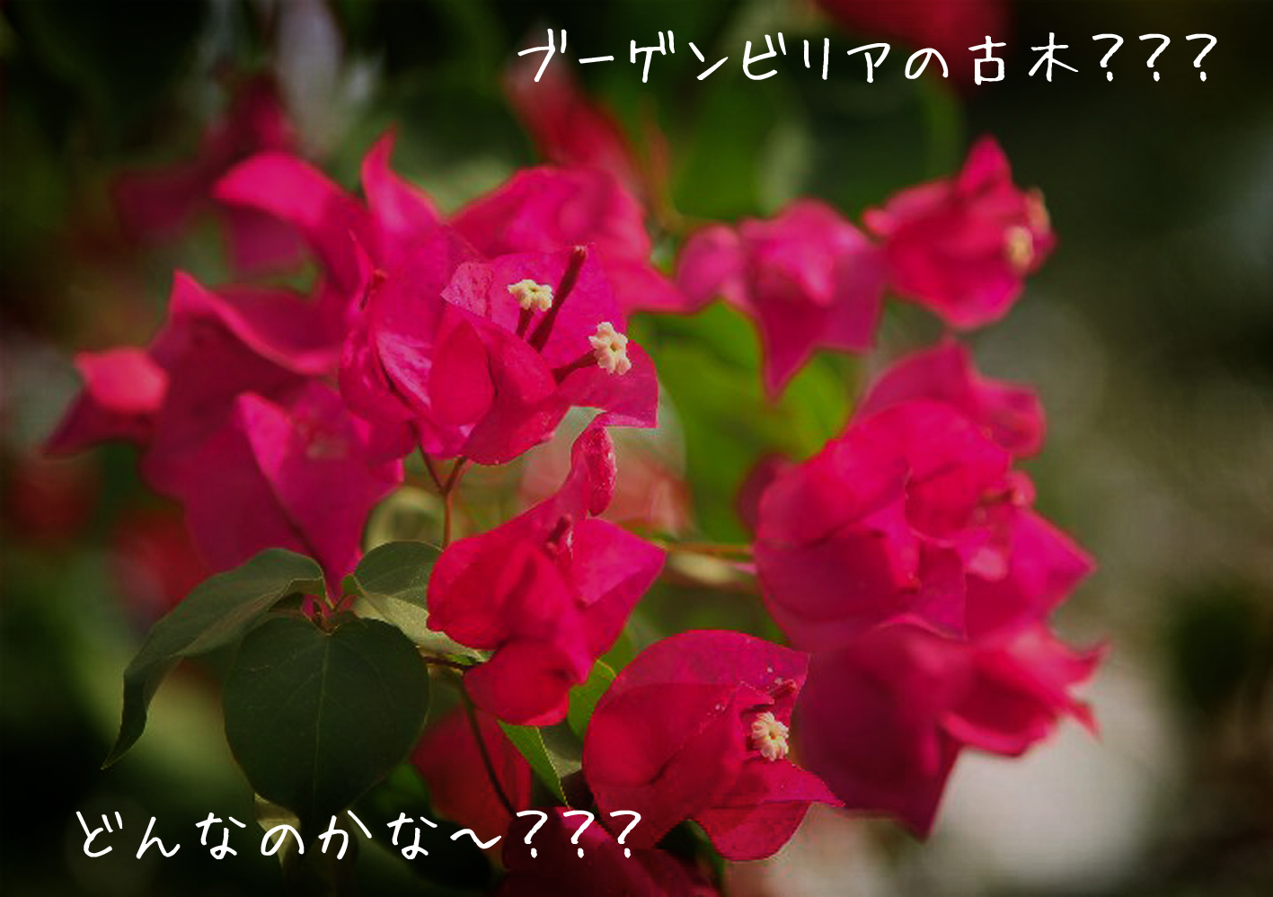 hana019のコピー
