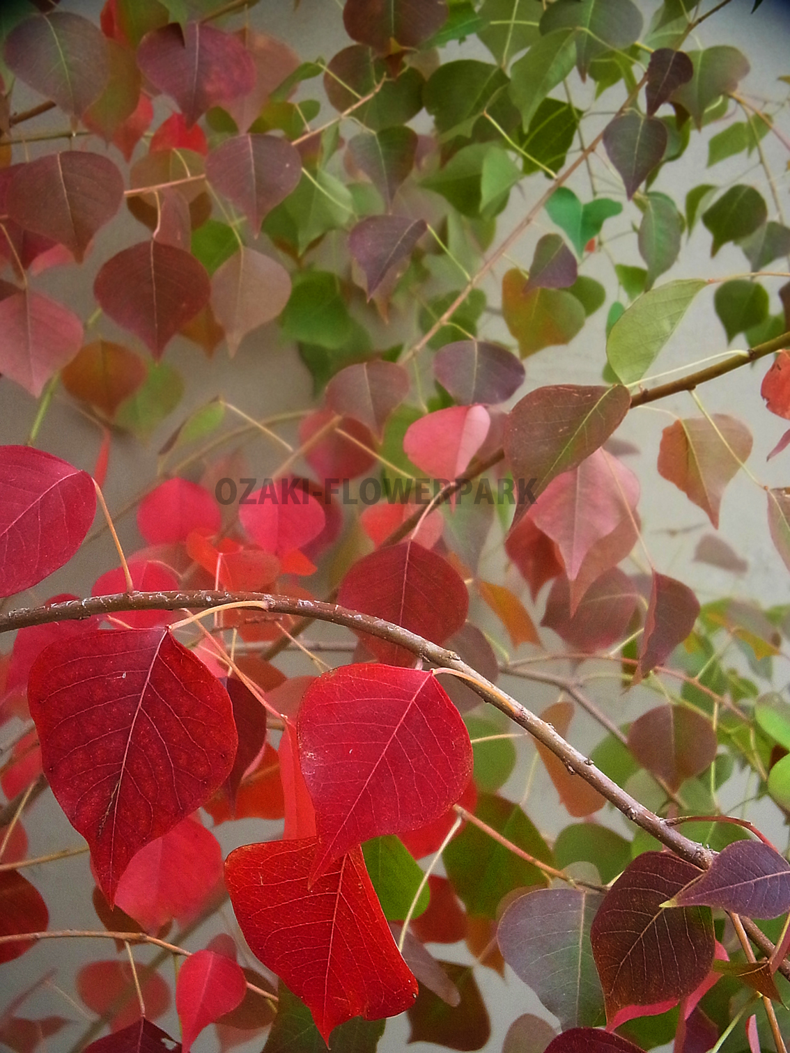 紅葉 オザキフラワーパーク Staffblog