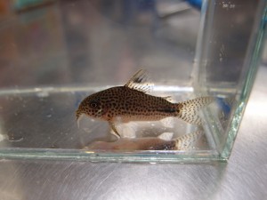 hybrid-cory