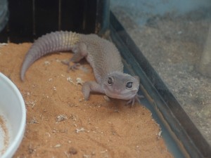 hyoumon-blizard