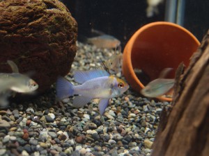 kobaruto-blue-ram2