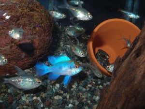 kobaruto-blue-ram3