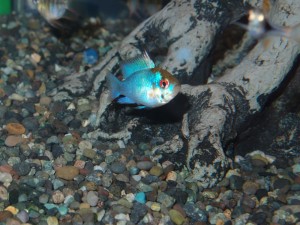 kobaruto-blue-ram5