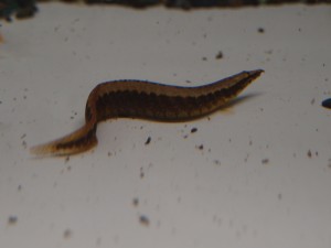 moutain-spinee-eel