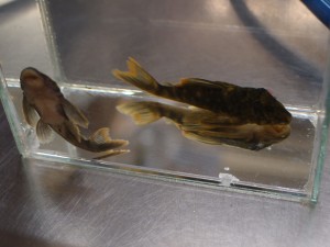 orange-seem-pleco