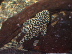 queen-tiger-preco