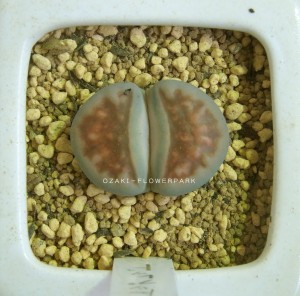 ri16
