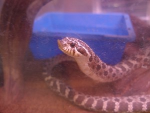 seibusisibana2