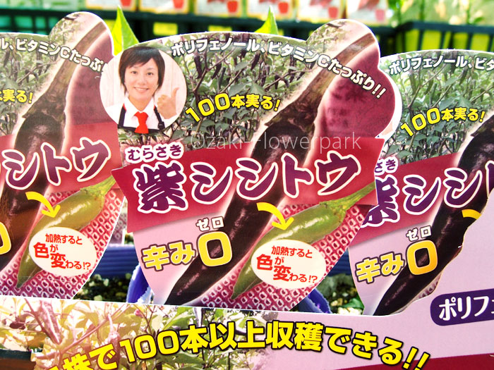 紫シシトウ