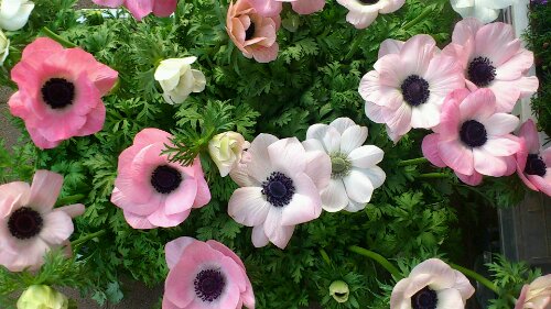 花苗入荷 アネモネ ミストラルピンク オザキフラワーパーク Staffblog 花苗入荷 アネモネ ミストラルピンク オザキフラワーパーク Staffblog