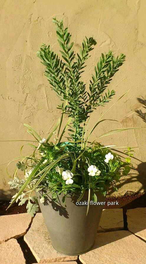 秋の寄せ植え アカシア オザキフラワーパーク Staffblog