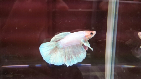 観賞魚入荷情報 オザキフラワーパーク Staffblog