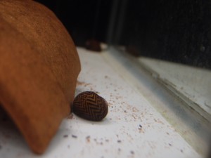 zeblasnail