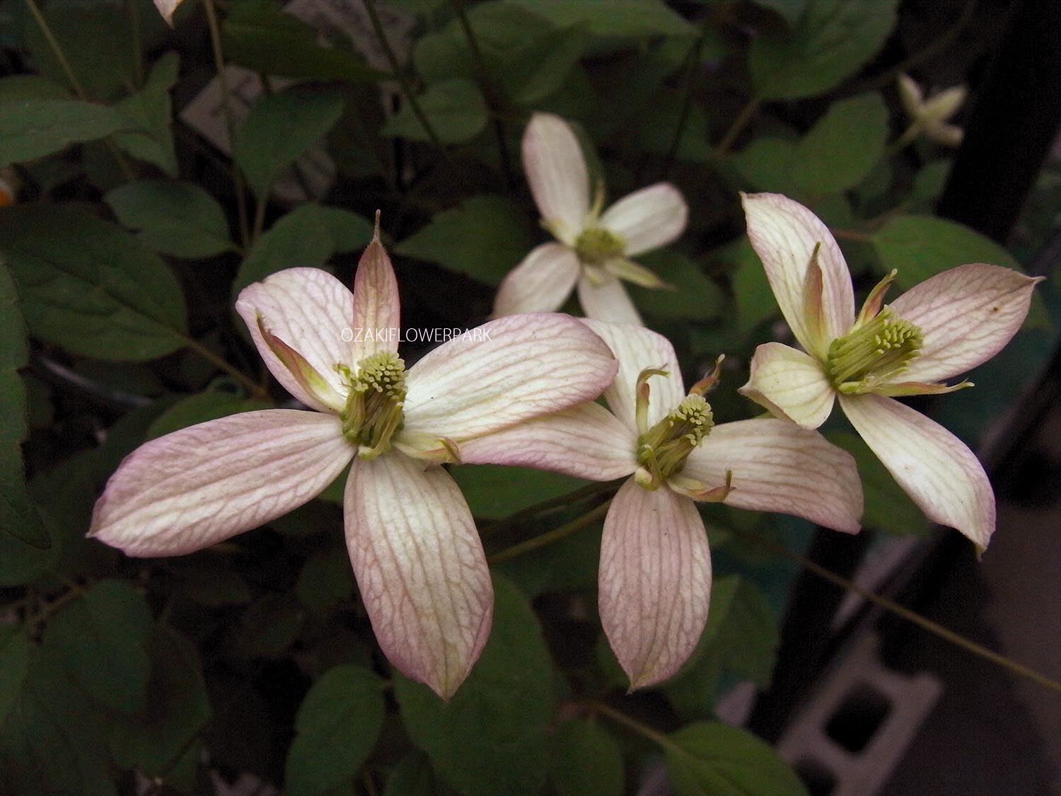 クレマチス モンタナ マジョリー オザキフラワーパーク