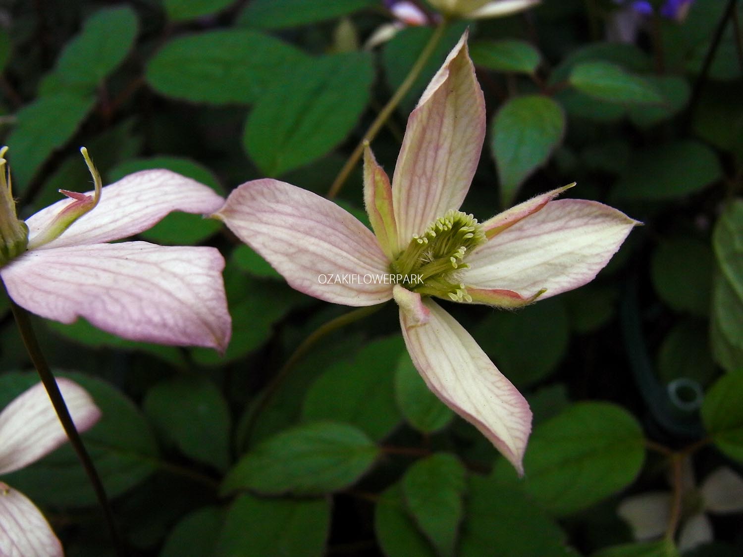 クレマチス モンタナ マジョリー オザキフラワーパーク