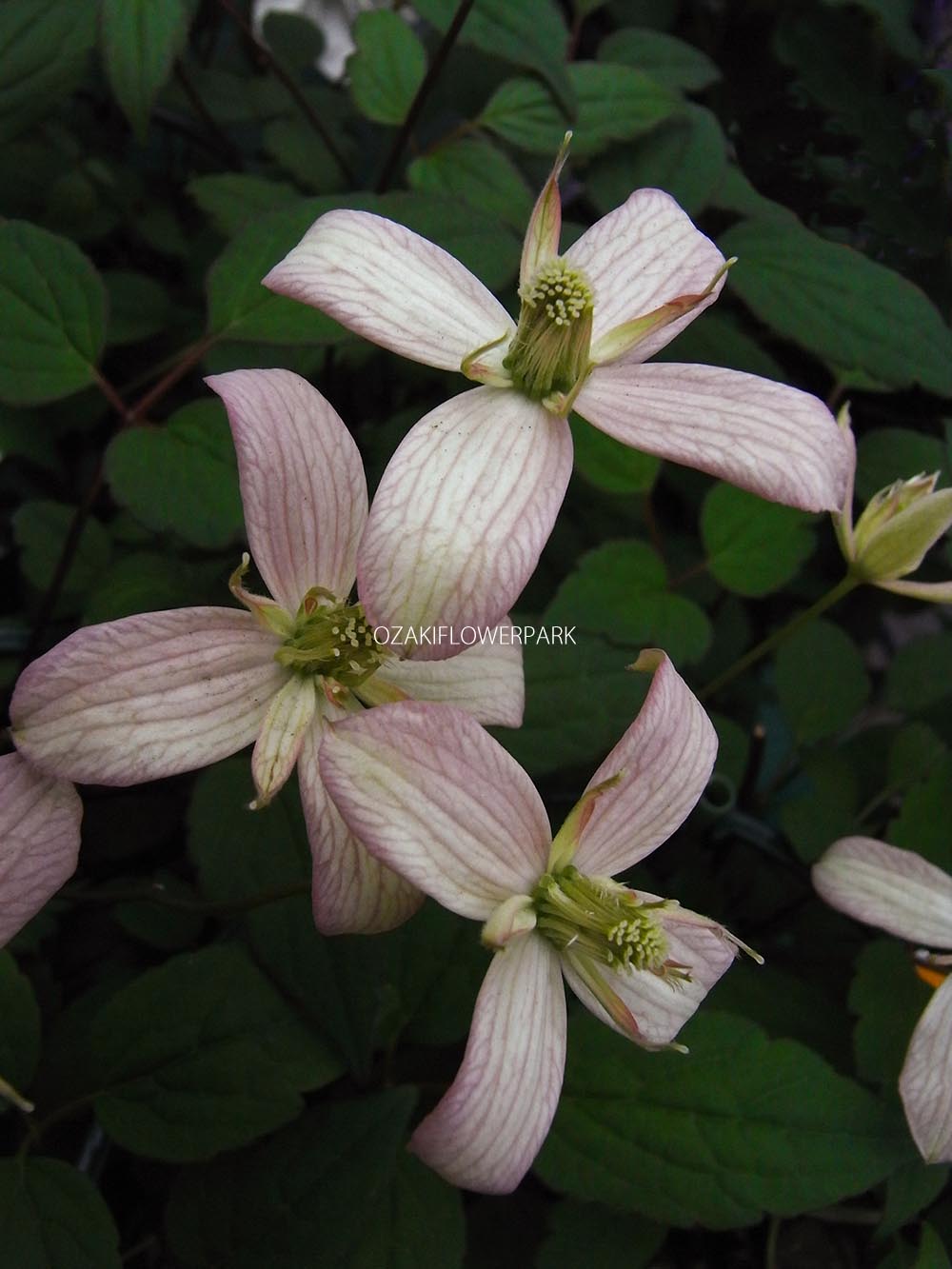クレマチス モンタナ マジョリー オザキフラワーパーク