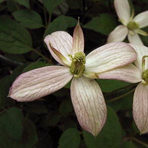 クレマチス モンタナ マジョリー オザキフラワーパーク