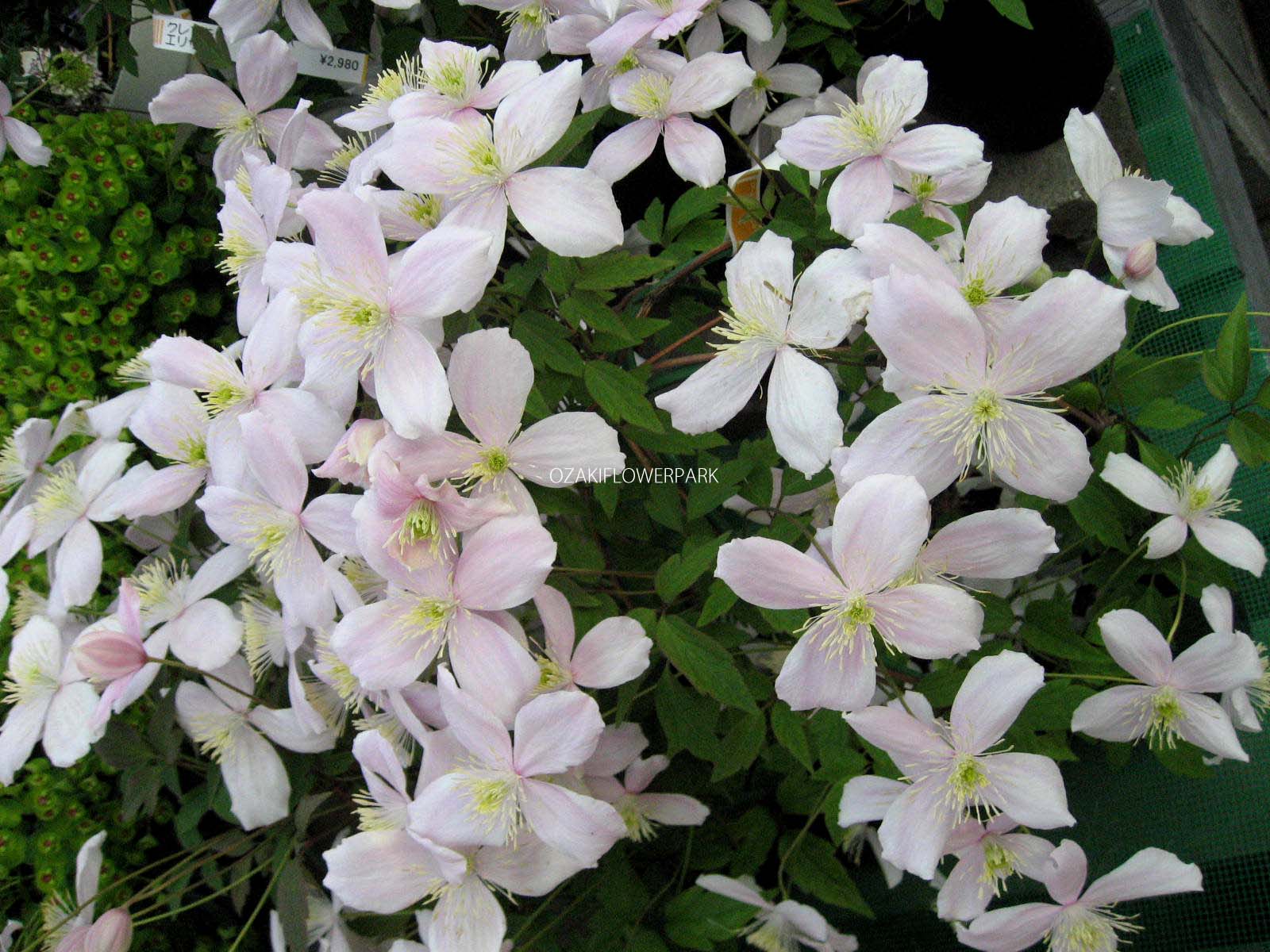 クレマチス モンタナ エリザベス オザキフラワーパーク