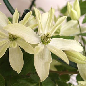 クレマチス モンタナ プリムローズスター | オザキフラワーパーク