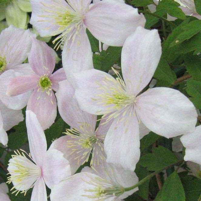 クレマチス モンタナ エリザベス | オザキフラワーパーク