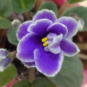 セントポーリア「ブルーサンダー」 | オザキフラワーパーク 