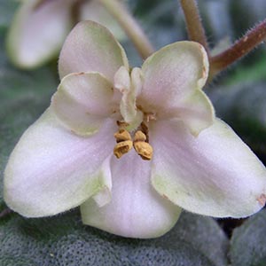 セントポーリア「ハートランドライムシャーベット」 | オザキフラワー