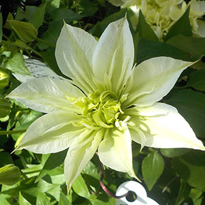 クレマチス はなかわ（華川） | オザキフラワーパーク | オザキ