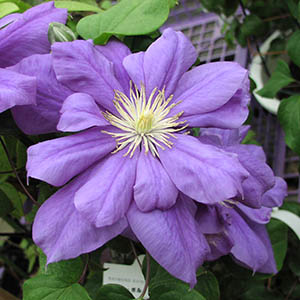 まいまいグランマQPCWZE　ライトパープル＆シャンパン　花柄ファルダ まいまいグランマQPCWZE ライトパープル＆シャンパン 花柄ファルダ