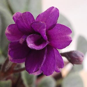 セントポーリア「チェリー」 | オザキフラワーパーク | オザキフラワー