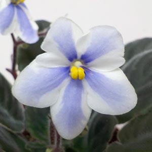 セントポーリア　Zaca's ette 開花株 縞花　希少品種 セントポーリア「ジ・アルプス」 | オザキフラワーパーク | オザキ