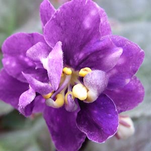 セントポーリア「サテンマジック」 | オザキフラワーパーク