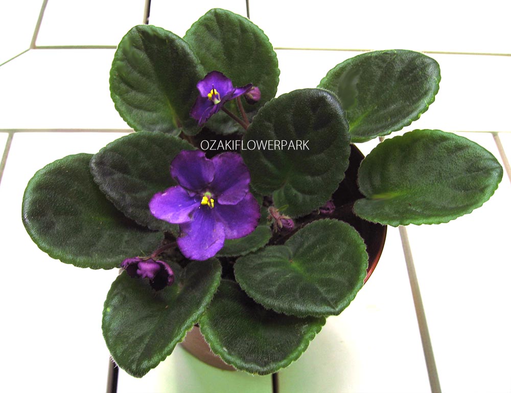 セントポーリア キリシマ オザキフラワーパーク