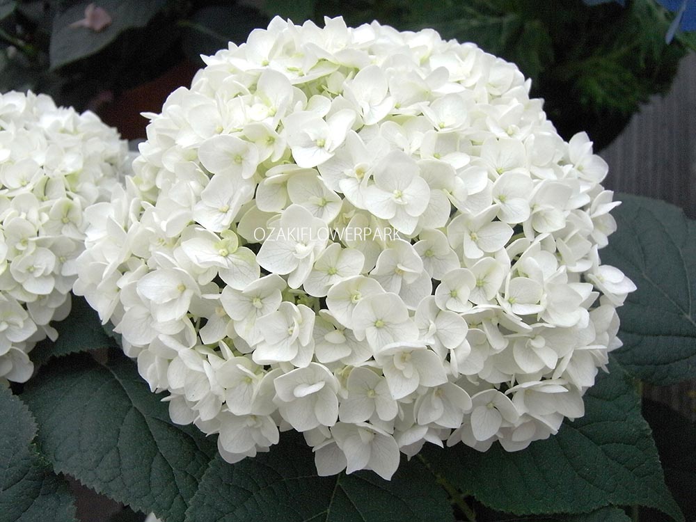 アナベル白と薔薇白のオーガンジーリボンのラウンドブーケ 微笑ましい