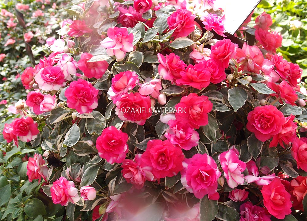 インパチェンス オザキフラワーパーク