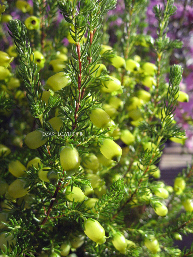 エリカ オザキフラワーパーク