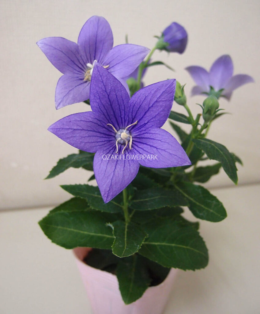 キキョウ 桔梗 オザキフラワーパーク