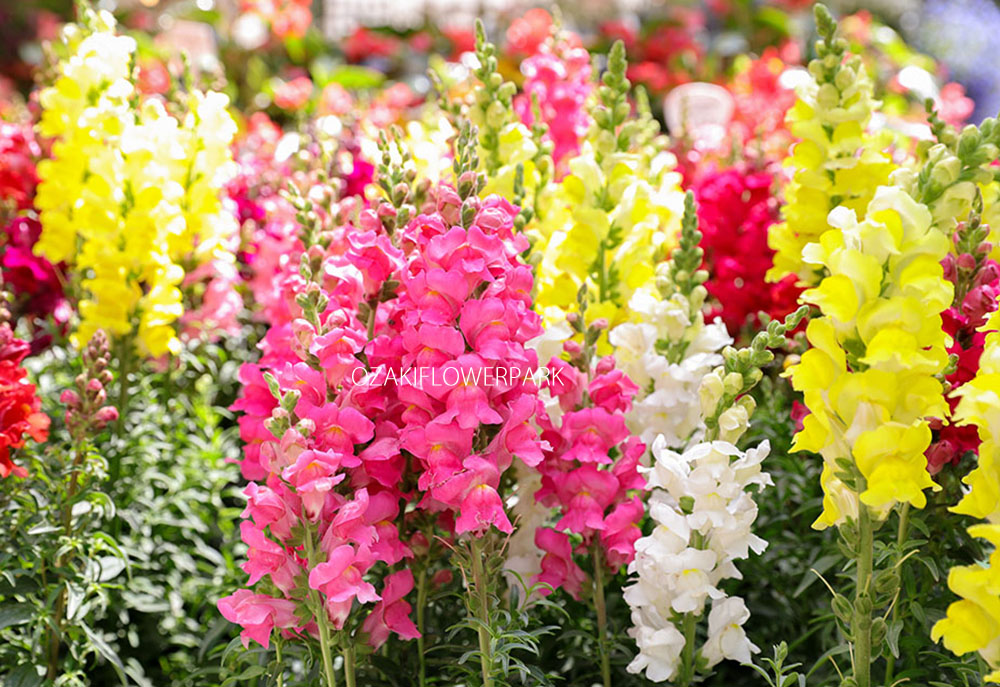 キンギョソウ 金魚草 オザキフラワーパーク