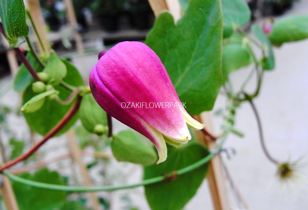 クレマチス テキセンシス系 オザキフラワーパーク