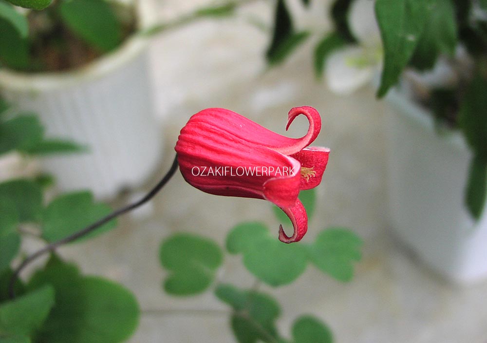 クレマチス テキセンシス系 オザキフラワーパーク