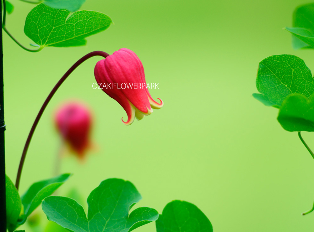 クレマチス テキセンシス系 オザキフラワーパーク