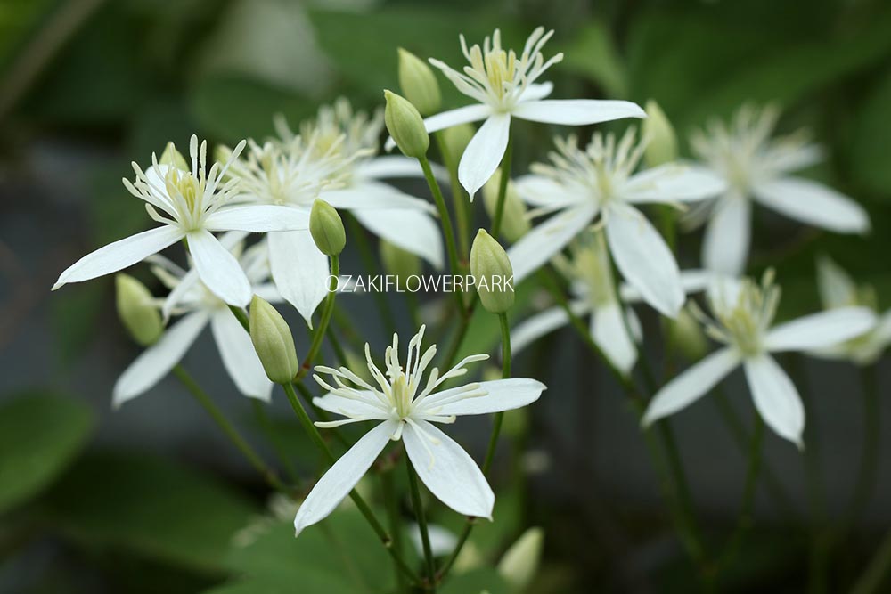 クレマチス フラミュラ系 オザキフラワーパーク クレマチス フラミュラ系 オザキフラワーパーク