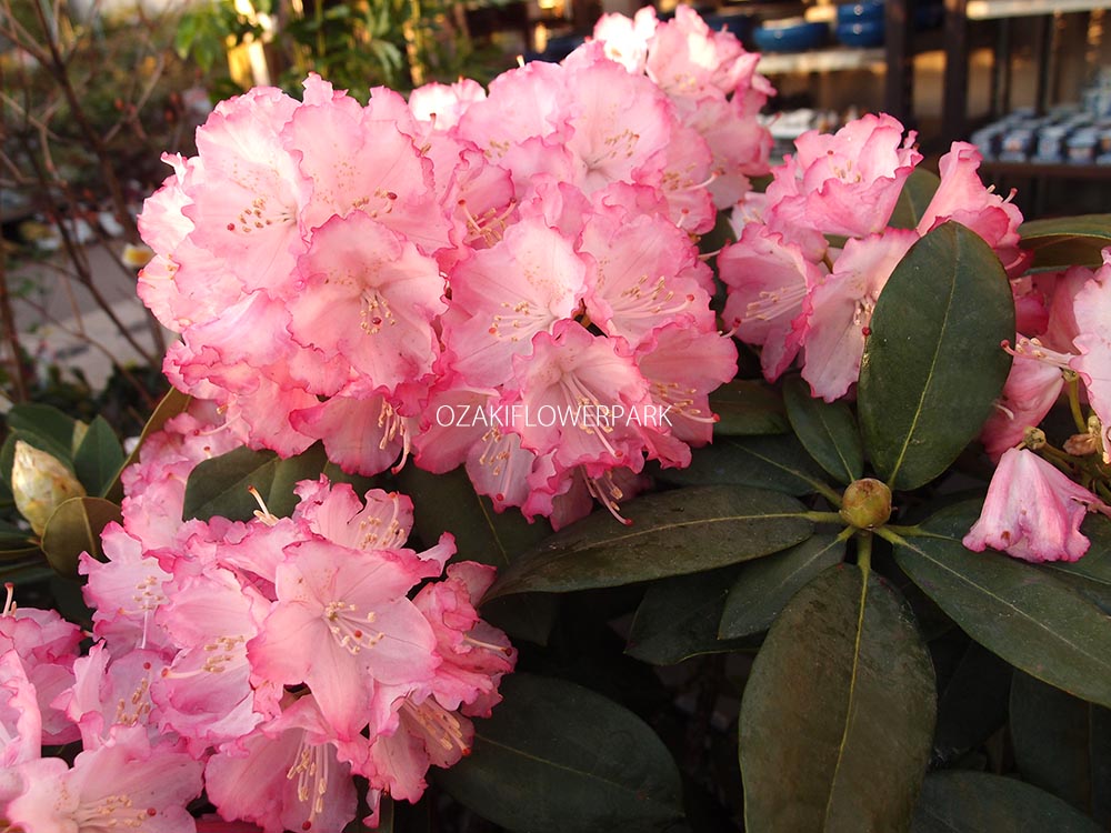 シャクナゲ 石楠花 オザキフラワーパーク シャクナゲ 石楠花 オザキフラワーパーク