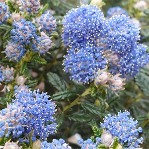 セアノサス カリフォルニアライラック オザキフラワーパーク