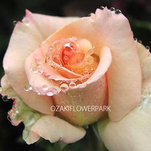 ハイブリッドティーローズ Ht オザキフラワーパーク