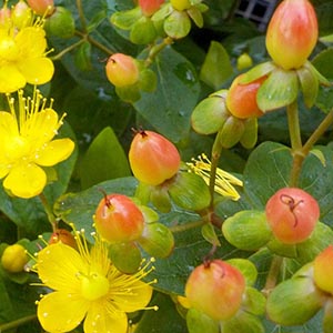 ヒペリカム オザキフラワーパーク