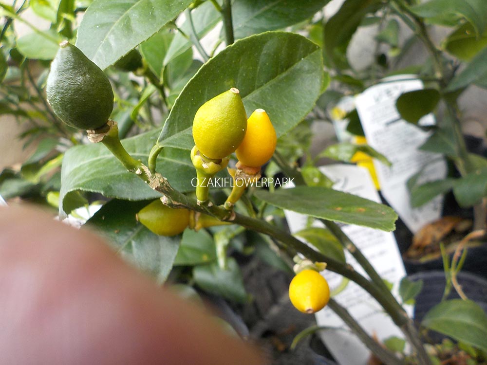 レモン オザキフラワーパーク