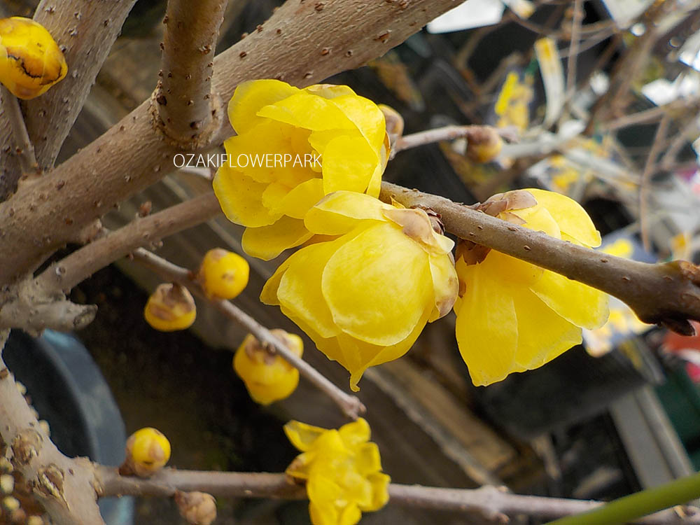 ロウバイ 蝋梅 オザキフラワーパーク