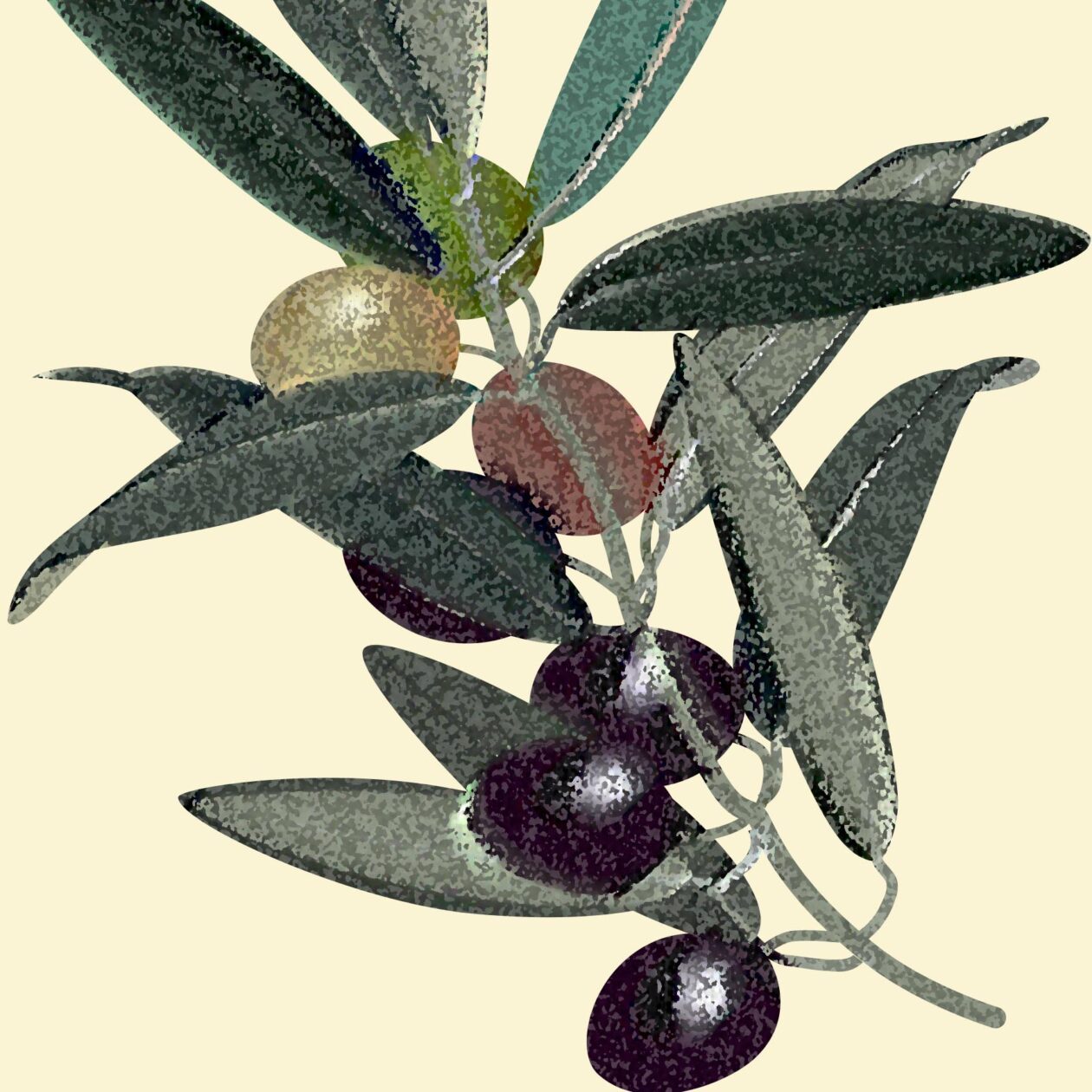 ✿✿✿オリーブページ✿✿✿ オリーブ | オザキフラワーパーク | オザキフラワーパーク