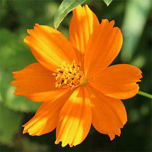 キバナコスモス | オザキフラワーパーク | オザキフラワーパーク